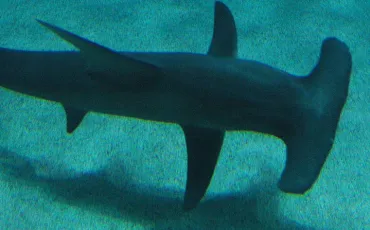 Quiz Requins