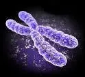Parmi ces vertbrs, lequel possde le moins de chromosomes ?
