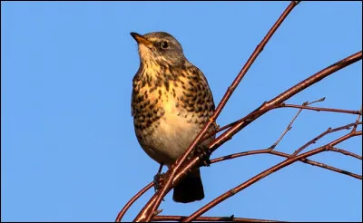 Animaux : Quand elle crie, on dit qu'une grive ...