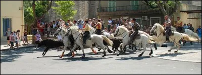 La féria de Saint-Rémy-de-Provence est connue pour "l'encierro" qui consiste à maîtriser des taureaux entourés de cavaliers. 
Dans quel département peut-on assister à ce spectacle estival ?
