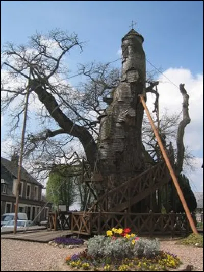 Le chêne d'Allouville abrite deux chapelles dans l'arbre du IXe siècle. Dans quel département de la région de Normandie se situe-t-il ?