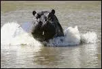 Jusqu' combien de km/h peut courir un hippopotame ?