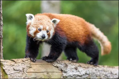 Quel est le nom de cet animal ?