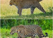 Quiz Jaguar ou Lopard ?