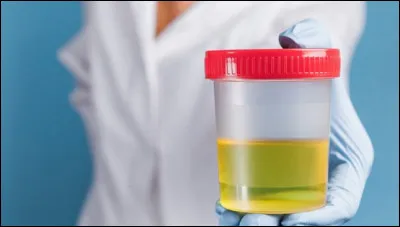 Quel est le pourcentage moyen d'eau dans l'urine ?