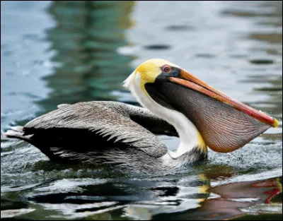 Quel est cet oiseau aquatique piscivore avec un grand bec muni d'une volumineuse poche ?