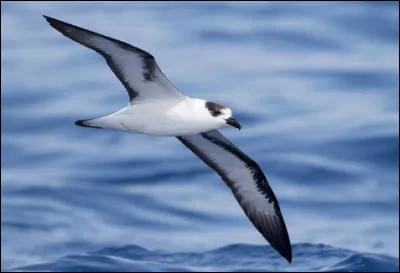 Quel est cet oiseau de mer au bec crochu et aux tr&egrave;s longues ailes ?