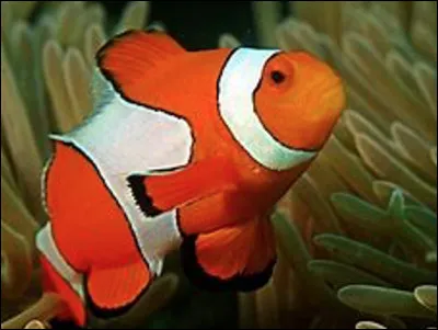 Quel est ce petit poisson orange, blanc et noir qui vit dans les lagons et les r&eacute;cifs coralliens du Pacifique ?