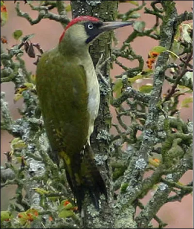 Quel est cet oiseau insectivore au long bec pointu avec lequel il tambourine les arbres pour faire son nid et trouver sa nourriture ?