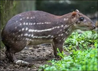 Quel est ce gros rongeur vivant en Am&eacute;rique tropicale et subtropicale ?