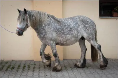 Quelle est cette race chevaline fran&ccedil;aise, un cheval de trait, grand, puissant, docile, &agrave; robe grise ou noire ?