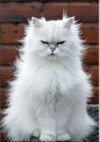 Quelle est cette race de chat caract&eacute;ris&eacute; par son poil long et abondant avec un museau tr&egrave;s court ?