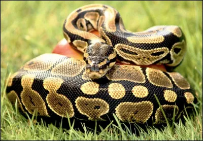 Quel est ce grand serpent pr&eacute;dateur constricteur mais non venimeux vivant en Afrique, en Inde, en Australie et en Asie de Sud-Est ?