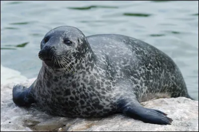 Quel est ce mammif&egrave;re marin carnivore &agrave; fourrure rase et sans oreille externe, excellent et rapide nageur ?