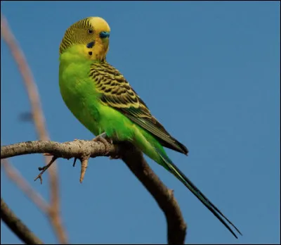 Quel est cet oiseau tropical &agrave; longue queue, animal de compagnie robuste ?