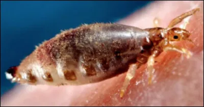 Quel est cet insecte parasite des mammif&egrave;res qui chez l'homme se localise le plus souvent dans les cheveux ?