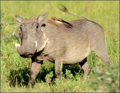 Quel est ce mammif&egrave;re d'Afrique, porcin sauvage avec une longue crini&egrave;re et des d&eacute;fenses ac&eacute;r&eacute;es ?