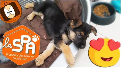 Que penses-tu de la SPA ?