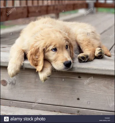 La maltraitance des animaux...