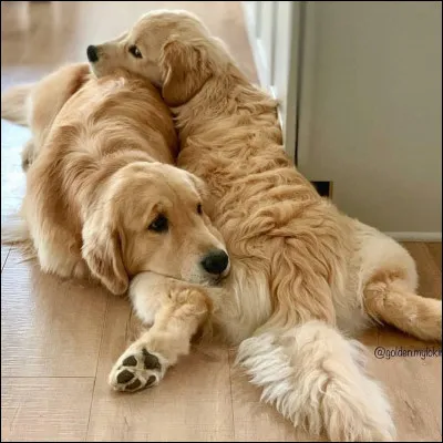 Où dormirait ton chien ? (voir l'image ci-dessus)