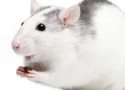 Test Quel rat es-tu ?