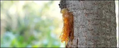 Comment nomme-t-on la pression qui fait remonter la sève dans un arbre ?