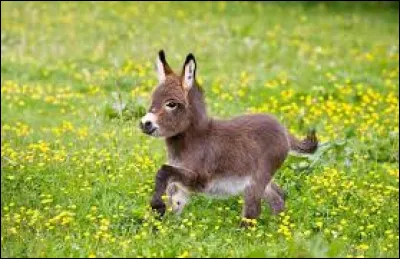 Complète : 
Lâne ___