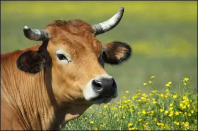 Quel est cet animal ?
