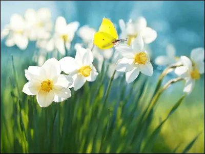 L'étymologie de la narcisse vient de :