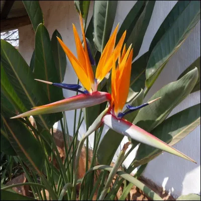 Le nom scientifique de cette fleur est le strelitzia mais elle est appelée plus communément :