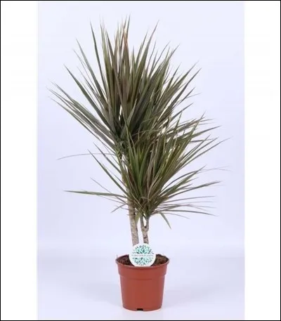 Quelle est cette plante ?