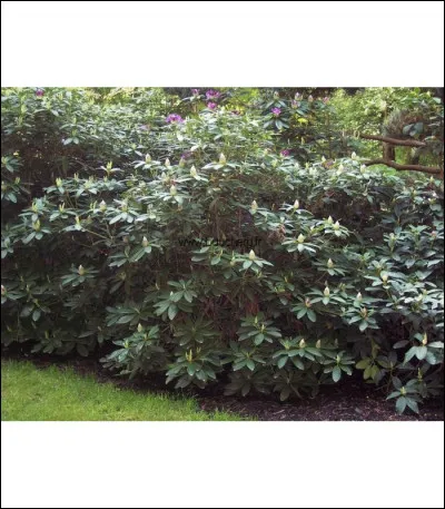 Quel est le nom de cette plante ?