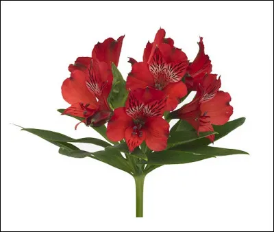 Quelle est cette fleur ?