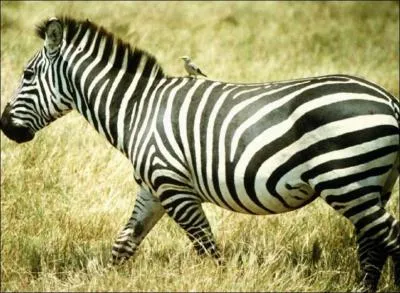 Quel est cet animal ?