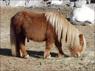 Quel est cet animal ?