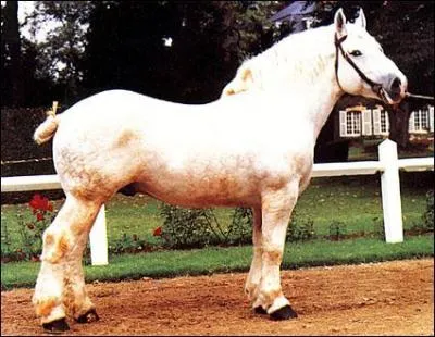 Quel est cette race de cheval ?