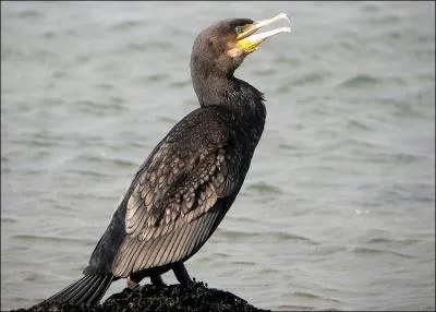 Quel est cet oiseau ?