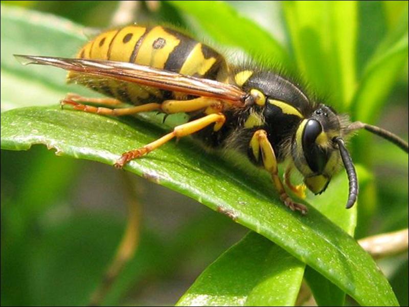 quel est cet insecte volant