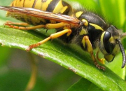 Quiz Les insectes volants