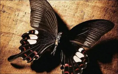 Quel est cet insecte ?