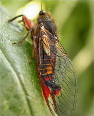 Quel est cet insecte ?