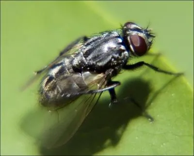 Quel est cet insecte ?