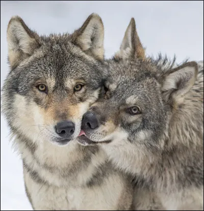 Les hommes avaient perdu le goût - De vivre, et se foutaient de tout !