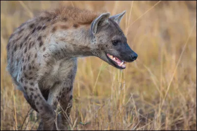 S1E6 : Qui possède lesprit des hyènes ?