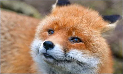 Ton animal préféré est :