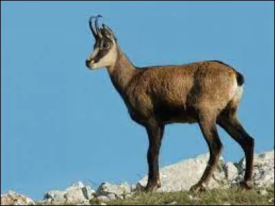 Quel est le nom de ce mammifère qui vit dans les montagnes d'Europe ?