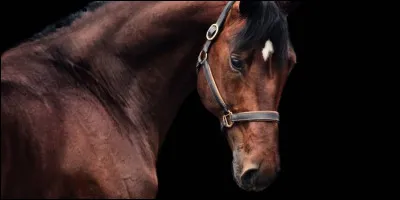Laquelle de ces disciplines n'est pas une discipline équestre ?