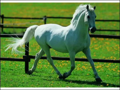 De quelle couleur est ce cheval ? (attention piège !)