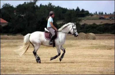 Le galop est une allure à...