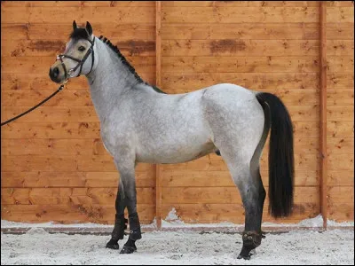 Comment s'appelle l'objet qu'on met entre le tapis et la selle ?